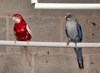 Bewezen koppel rosella´s, Dieren en Toebehoren, Meerdere dieren, Parkiet, Geringd