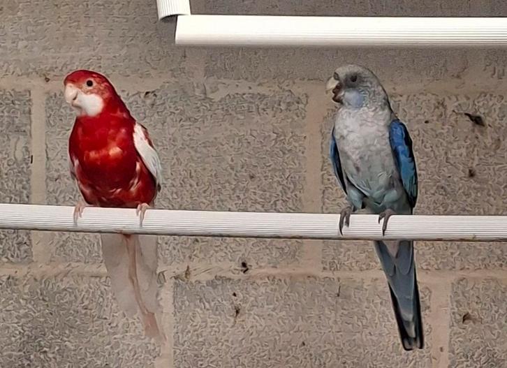 Bewezen koppel rosella´s, Dieren en Toebehoren, Vogels | Parkieten en Papegaaien, Parkiet, Meerdere dieren, Geringd