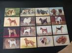 43 illustrators honden, Verzamelen, Postkaarten | Themakaarten, Ophalen of Verzenden
