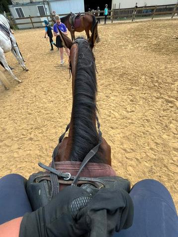 Ik zoek een paard/pony (gratis) beschikbaar voor biedingen