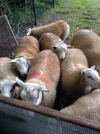 SCHAPEN, Meerdere dieren, Schaap, 0 tot 2 jaar