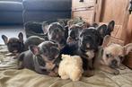 Franse bulldog pups, CDV (hondenziekte), Meerdere, Bulldog, 8 tot 15 weken