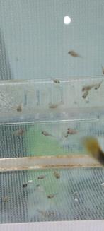 Aquarium vissen, Dieren en Toebehoren