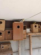 halsbanden, Plusieurs animaux, Perruche