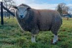 schapen te koop, Mâle, Mouton