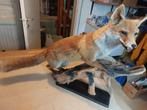 Vos opgezet taxidermie, mooi afgewerkt realistisch, Verzamelen, Dierenverzamelingen, Ophalen, Zo goed als nieuw, Wild dier, Opgezet dier