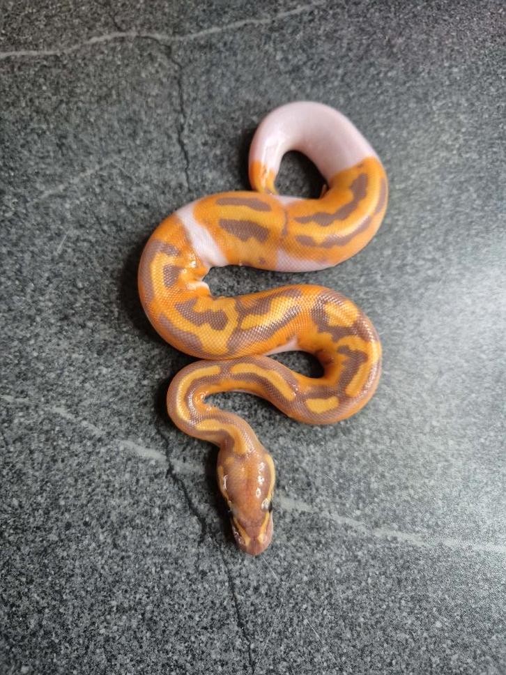 Python regius, Dieren en Toebehoren, Reptielen en Amfibieën, Slang, 0 tot 2 jaar