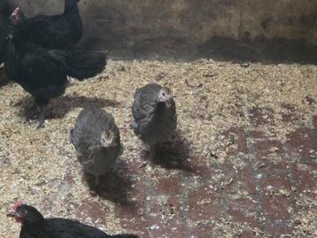 Parelhoen 2 stuks beschikbaar voor biedingen