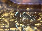 L181 Pepermint pleco, Dieren en Toebehoren, Vissen | Aquariumvissen, Vis, Zoetwatervis, Schoolvis