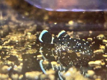 L181 Pepermint pleco beschikbaar voor biedingen