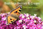 exclusief  buddleja berries & cream op stam, Zomer, Vaste plant, Overige soorten, Ophalen