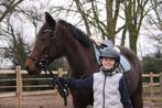 11 jarige D pony merrie, Dieren en Toebehoren, Merrie, B, Springpony, Gechipt