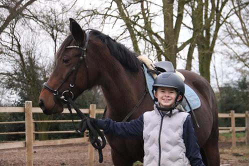 11 jarige D pony merrie, Dieren en Toebehoren, Pony's, Merrie, B, D pony (1.37m tot 1.48m), Springpony, 11 jaar of ouder, Gechipt