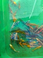 Koi mix +-10cm, Dieren en Toebehoren, Vissen | Vijvervissen, Karper of Koi