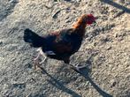 Mooie jonge hanen te koop, Dieren en Toebehoren, Pluimvee, Mannelijk, Kip