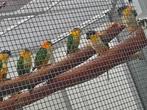 Geeldij-roestkop-caique/papegaai., Dieren en Toebehoren, Mannelijk, Papegaai, Geringd