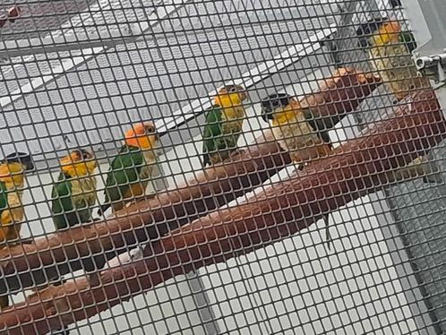 Geeldij-roestkop-caique/papegaai., Dieren en Toebehoren, Vogels | Parkieten en Papegaaien, Papegaai, Mannelijk, Geringd