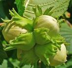 meerstammige hazelaars >1.5 m GRATIS, Ophalen, Overige soorten, Struik, 250 cm of meer