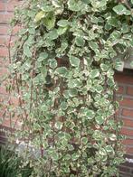 Plectranthus madagascariensis en andere, Huis en Inrichting, Overige soorten, Minder dan 100 cm, Bloeiende kamerplant, Volle zon