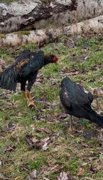 SUPERKWALITEIT o shamo, Japanse broedeieren, Dieren en Toebehoren, Pluimvee, Mannelijk, Kip
