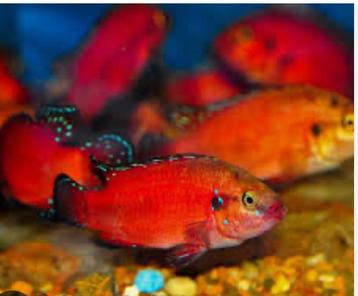 Hemachromis excul beschikbaar voor biedingen