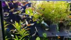 Mooie jong volwassen rasguppys moeten weg wegens nieuwe...