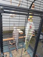 Couple calopsitte avec grande cage et accessoires, Plusieurs animaux, Perruche