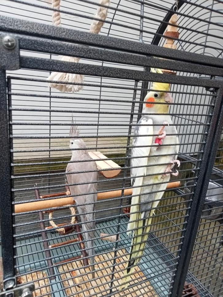 Valkparkietenpaar met grote kooi en accessoires, Dieren en Toebehoren, Vogels | Parkieten en Papegaaien, Parkiet, Meerdere dieren