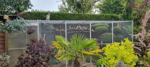 Mutatie van diamantduif, Dieren en Toebehoren, Vogels | Overige Vogels