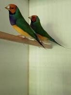 gouldamandines, Mannelijk, Tropenvogel
