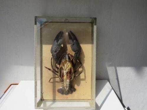 Vintage geconserveerde Yabby rivierkreeft in box, didactisch, Antiek en Kunst, Curiosa en Brocante, Ophalen of Verzenden