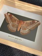 Taxidermie opgezette Madagascar Emperor mot, Collections, Collections Animaux, Enlèvement, Neuf, Insecte, Animal empaillé