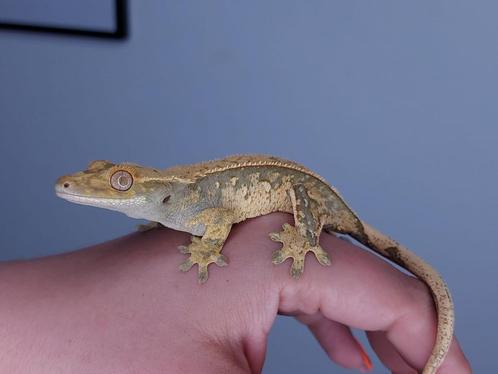 Poss 0.1 High white wimpergekko vrouw, Dieren en Toebehoren, Reptielen en Amfibieën, Hagedis, 0 tot 2 jaar, Tam