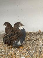 Chinese dwergkwartel