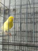 Kanarie, Dieren en Toebehoren, Vogels | Kanaries