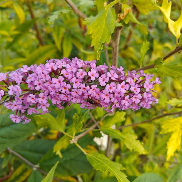 Vlinderstruiken: lichtpaars, Tuin en Terras, Planten | Struiken en Hagen, Ophalen