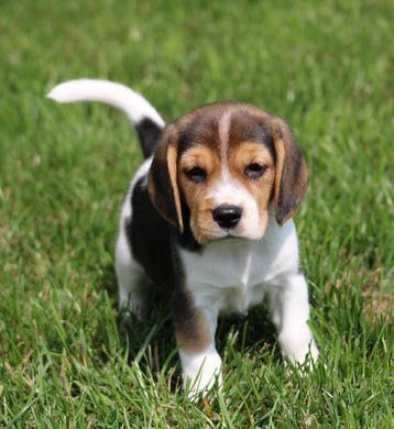 Beagle pups beschikbaar voor biedingen