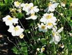 Anemone Honorine Jobert, Ophalen