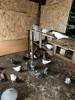 Turkes takla 20 euro per stuk, 50 paar, Dieren en Toebehoren