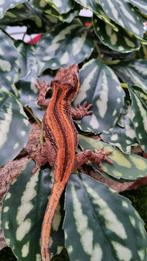 Rhacodactylus Auriculatus Gargoyle Gecko, Dieren en Toebehoren