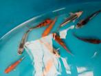 Aa select koi 10 12 cm