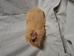Gladhaar creme wit cavia beertje, Cavia, Augustus, Mannelijk, Tam