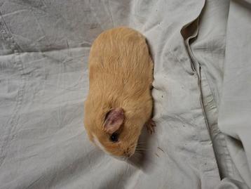 Gladhaar creme wit cavia beertje beschikbaar voor biedingen