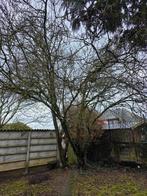 Pruimenboom boom hout, Tuin en Terras, Brandhout, Ophalen