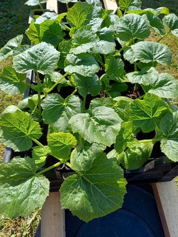 Groene courgette plantjes in pot, Ophalen