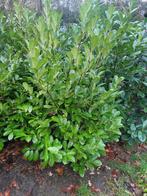 Paplaurier 175/+ (Rotundifolia), Tuin en Terras, Ophalen, Laurier, Haag, 100 tot 250 cm