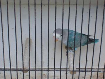 fischerie pop 2025 beschikbaar voor biedingen