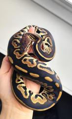 1.0 Python regius - Bongo YB het. Clown, Dieren en Toebehoren, Slang, 0 tot 2 jaar
