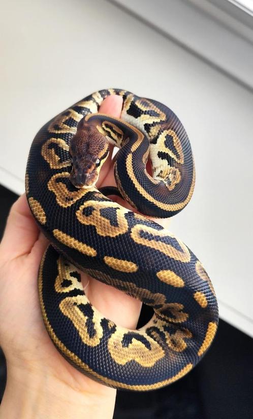 1.0 Python regius - Bongo YB het. Clown, Dieren en Toebehoren, Reptielen en Amfibieën, Slang, 0 tot 2 jaar
