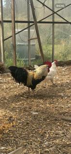 4 hanen zoeken een nieuwe thuis!, Dieren en Toebehoren, Pluimvee, Mannelijk, Kip